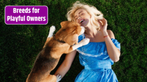 Top most 9 Fun-Loving Dog Breeds for Playful Owners