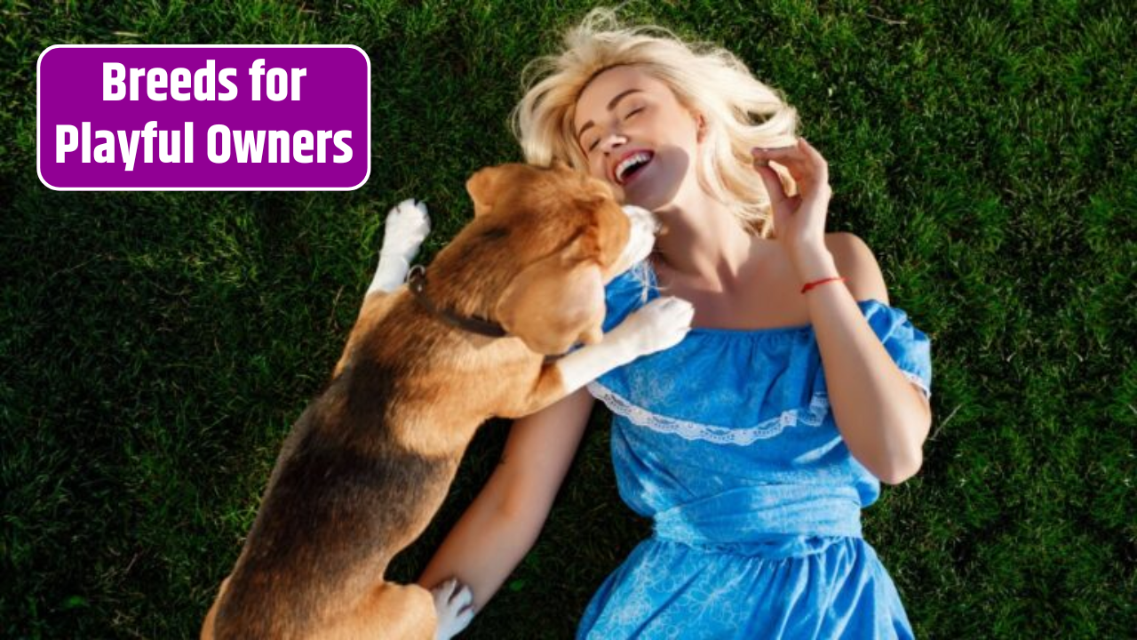 Top most 9 Fun-Loving Dog Breeds for Playful Owners