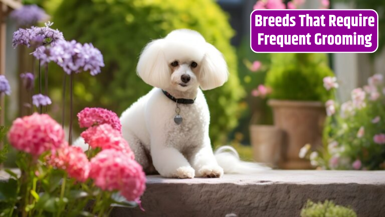 Top 7 Fluffy Dog Breeds That Require Frequent Grooming