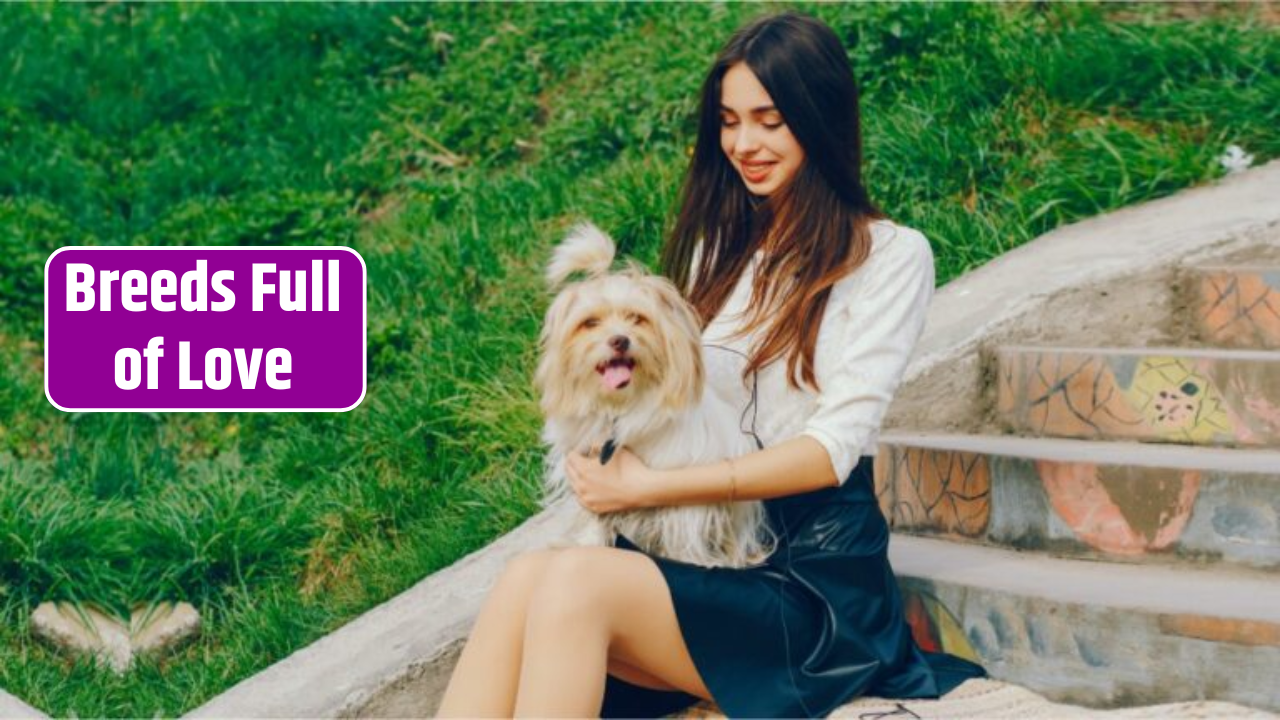 Small but Sweet: Top 7 Friendly Little Dog Breeds Full of Love