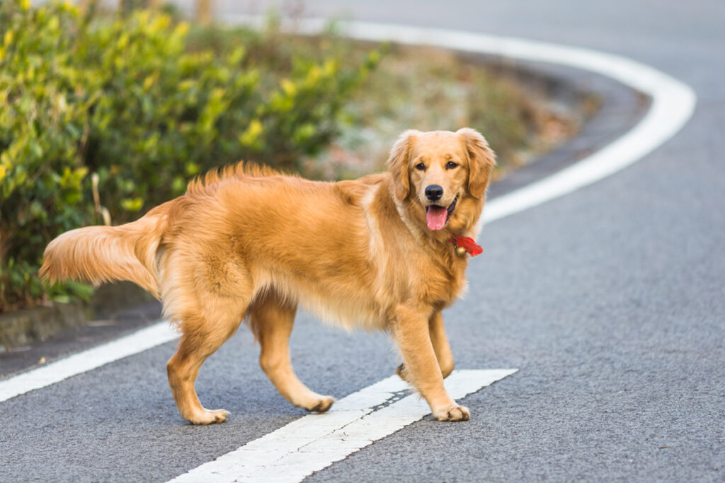 Golden Retriever: Sunshine in a Fur Coat