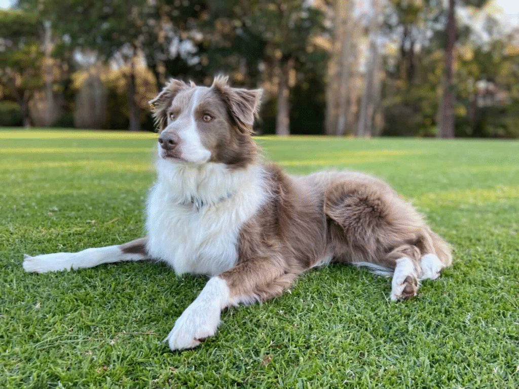 Border Collie