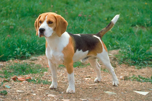 Beagle: The Nose That Knows Fun