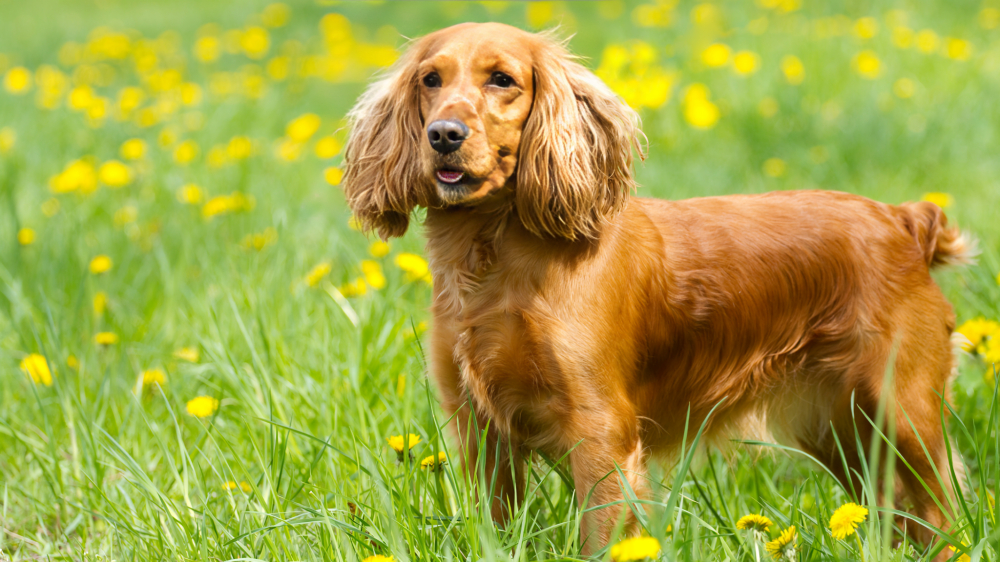 Cocker Spaniel: The Cheerful Companion