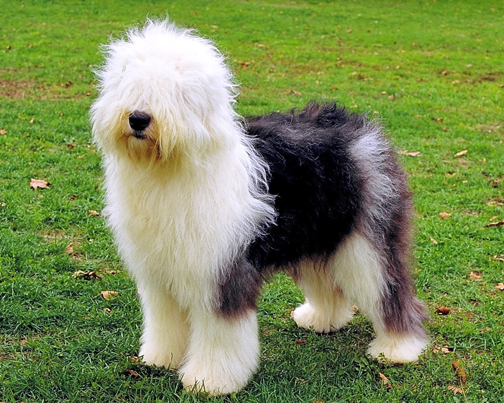 Old English Sheepdog: The Classic Shaggy Companion