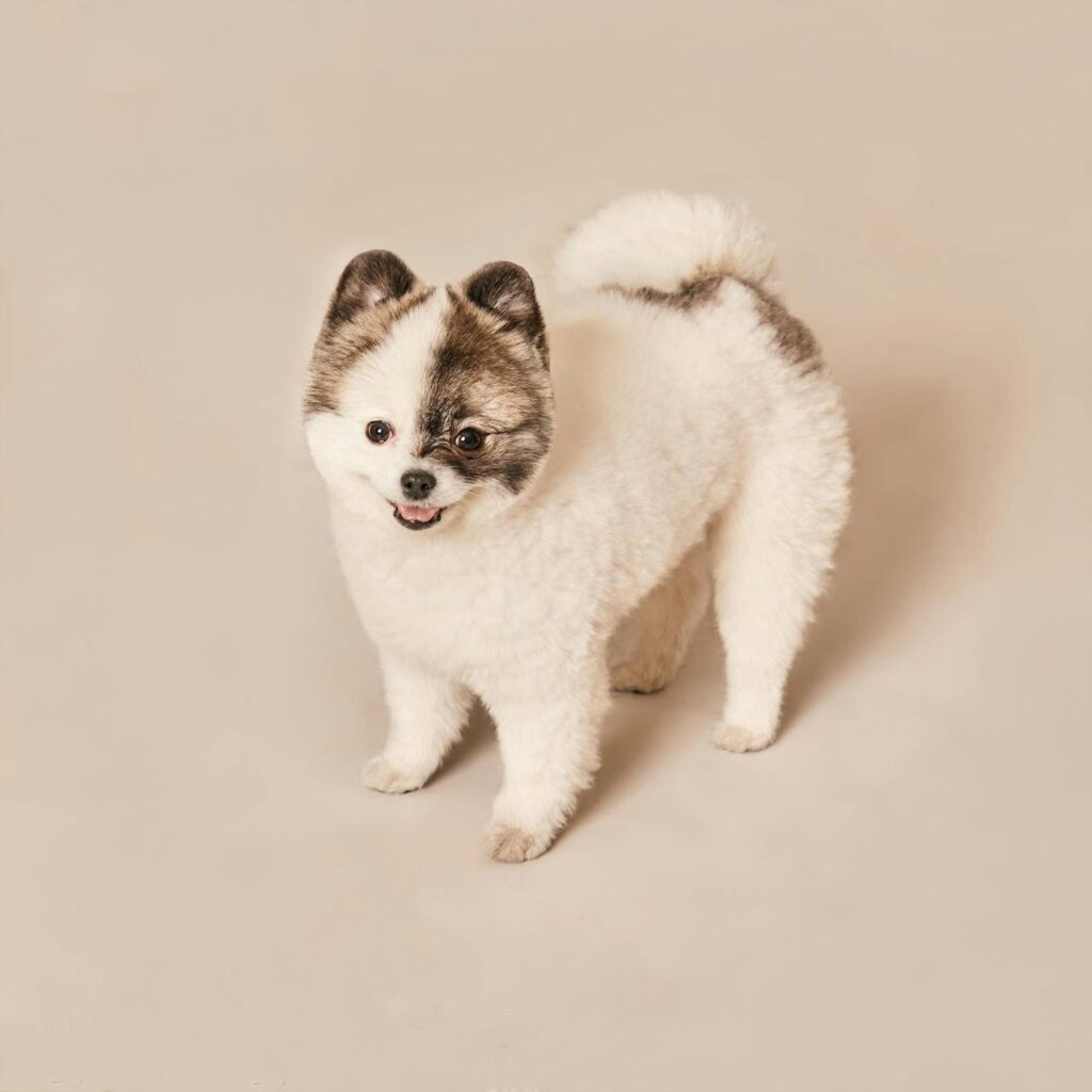 Pomeranian: The Tiny Fluff King