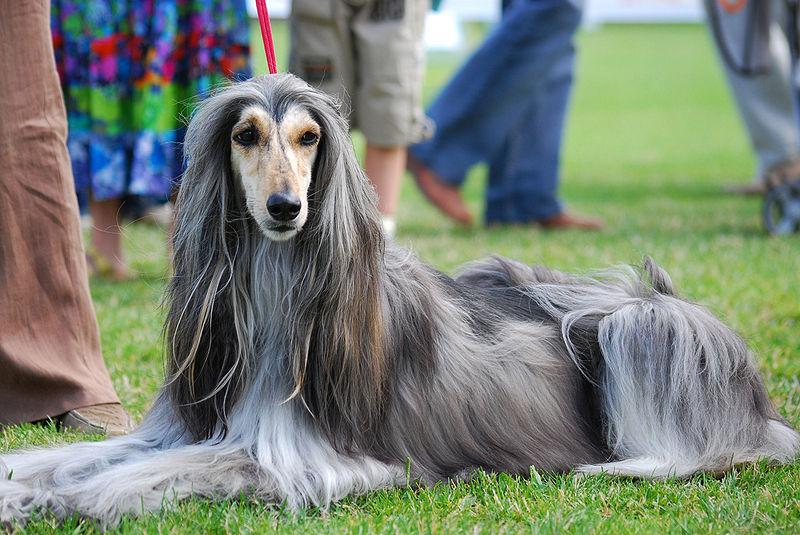 Afghan Hound: The Silky Showstopper