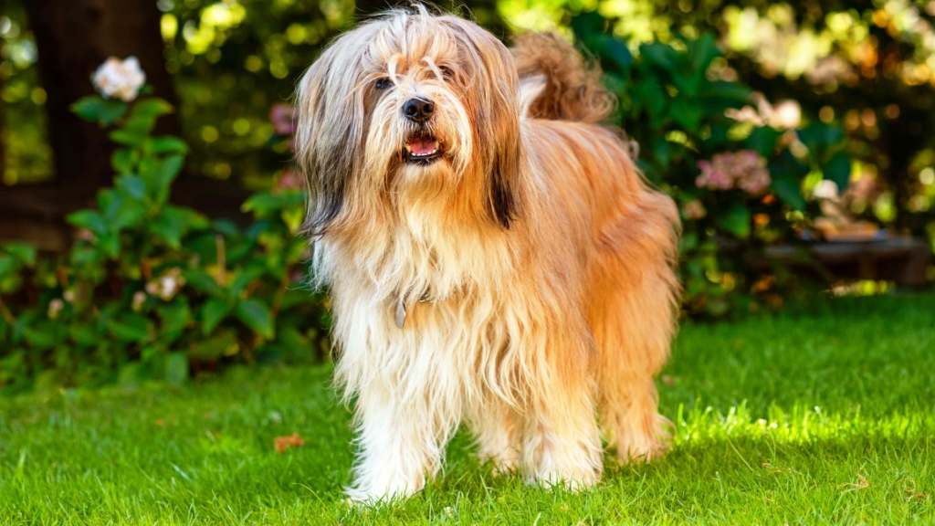 Tibetan Terrier: The Lucky Companion