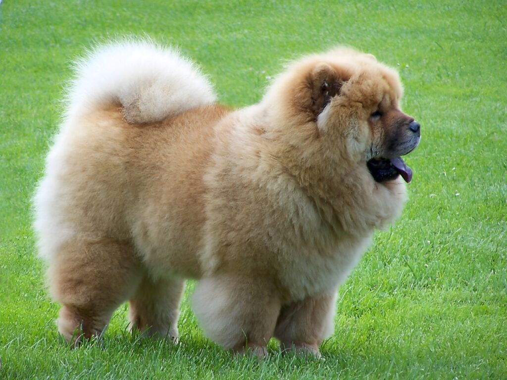 Chow Chow: The Dignified Fluff