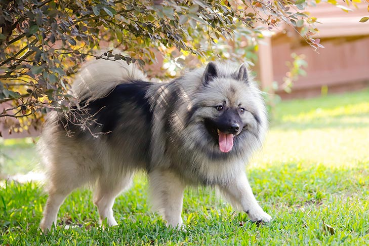Keeshond: The Friendly Watchdog