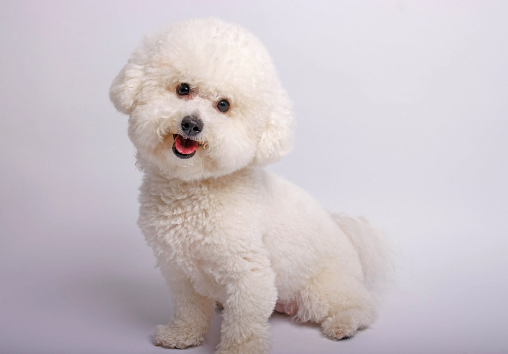 Bichon Frise: A Fluffy, Low-Shedding Favorite