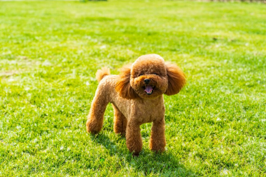 Toy Poodle: Brains, Beauty, and Low Shedding