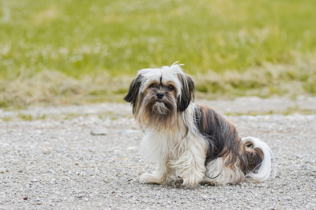 Shih Tzu: Regal Charm with Minimal Shedding