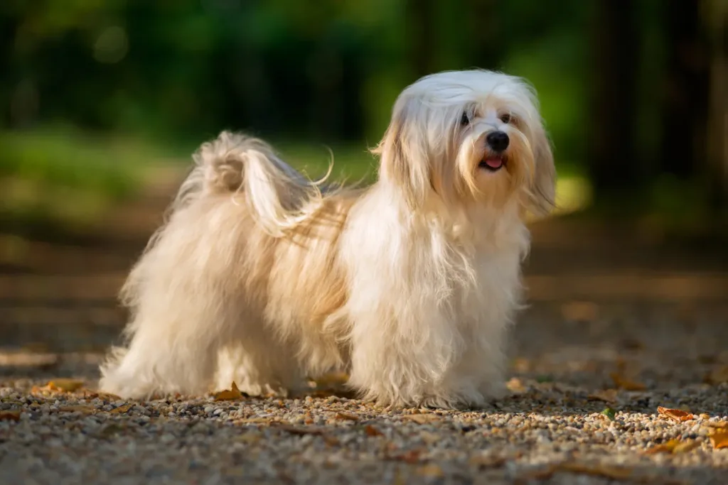 Havanese: A Silky, Sunny Companion