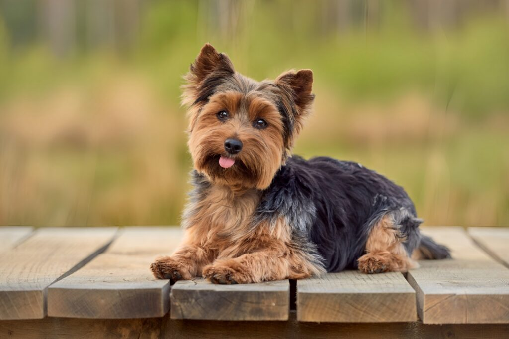 Yorkshire Terrier: Small Size, Big Personality