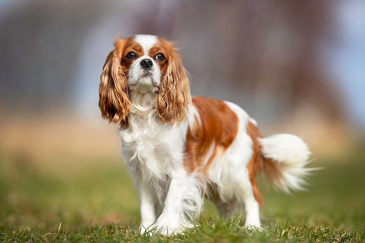 Cavalier King Charles Spaniel: The Gentle Aristocrat