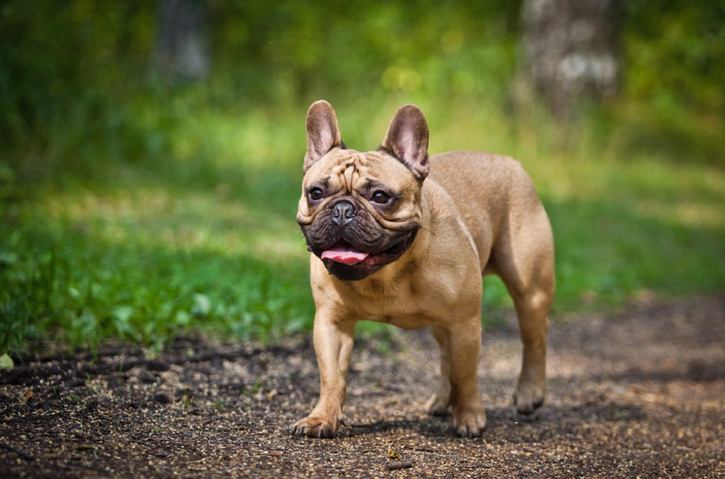 French Bulldog: The Playful Urbanite