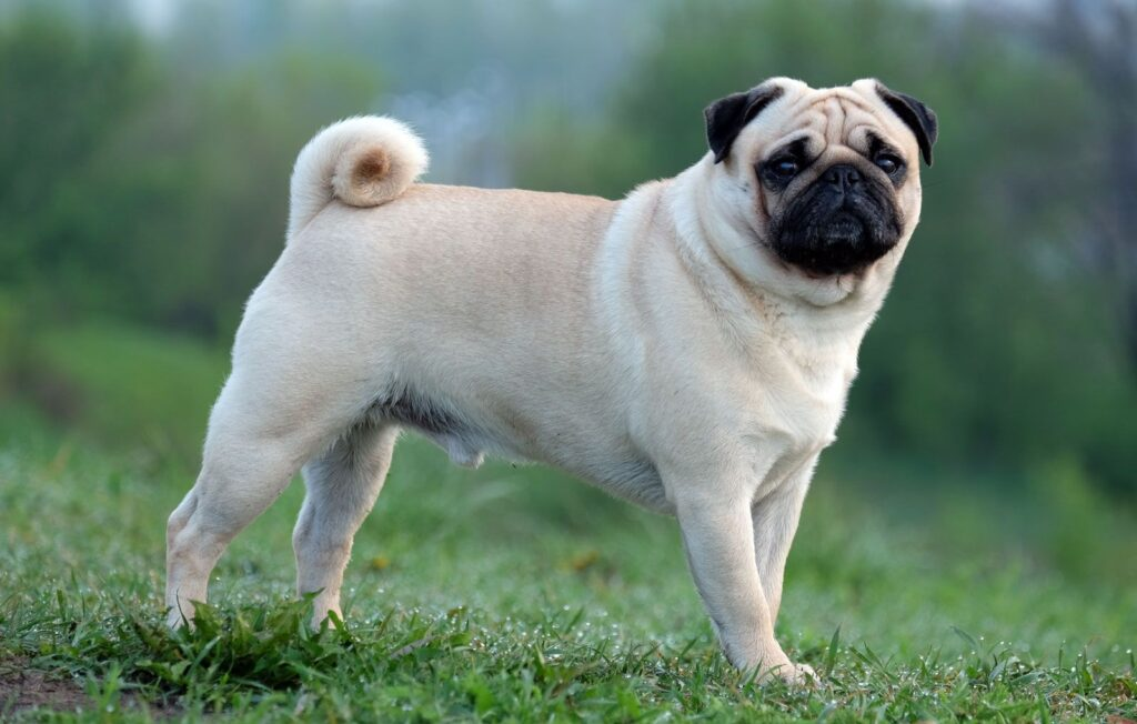 Pug: The Comedic Companion