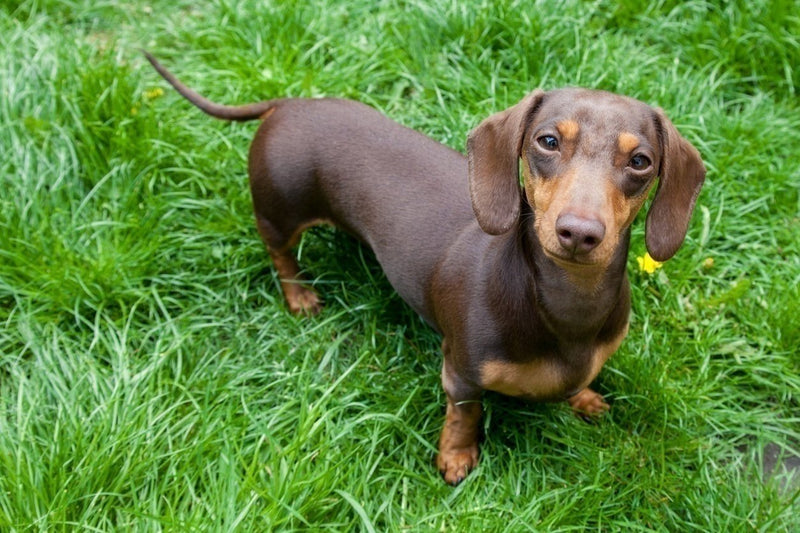 Dachshund: The Bold Explorer