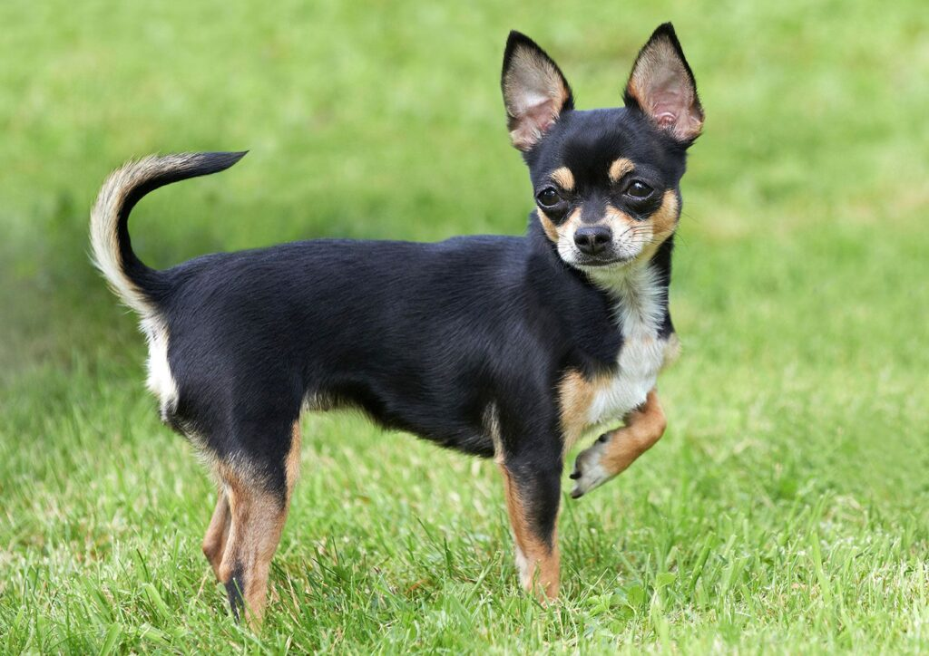 Chihuahua: The Pocket Protector