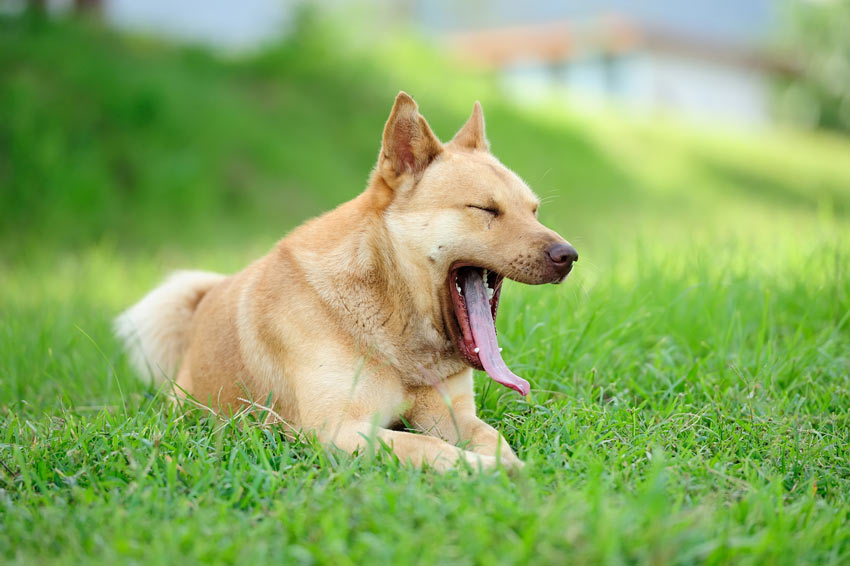 Yawning as a Calming Signal