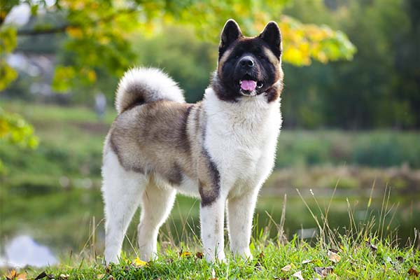 Akita: The Stoic Guardian