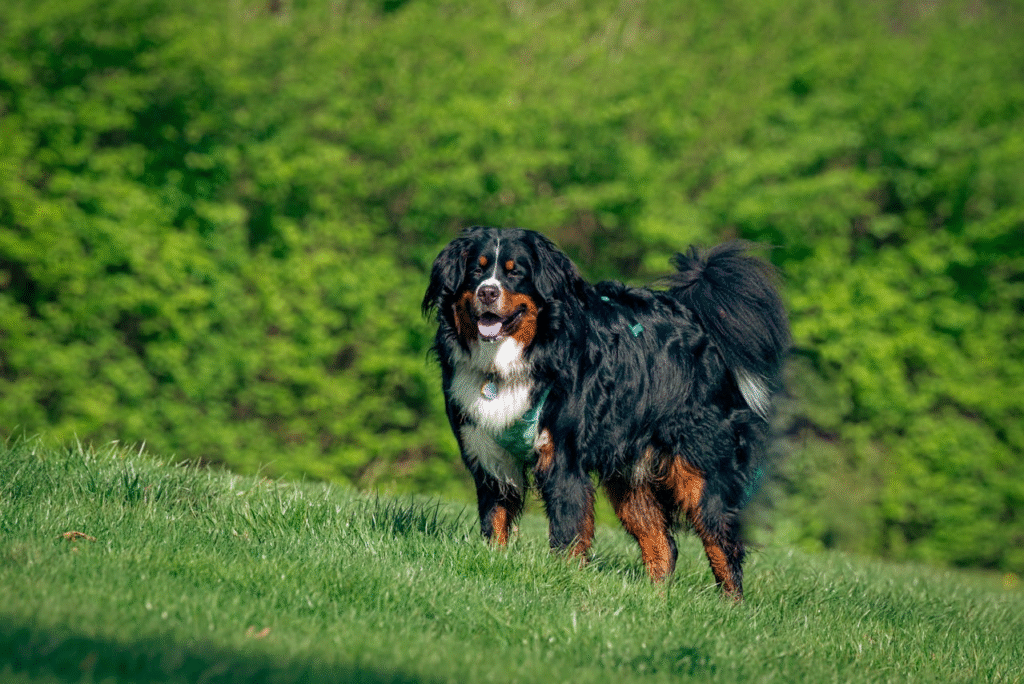 Bernese Mountain Dog: The Loyal Watcher