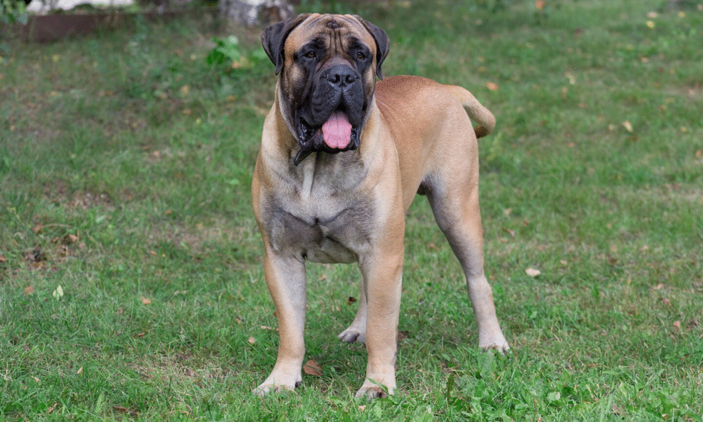 Bullmastiff: The Silent Sentinel