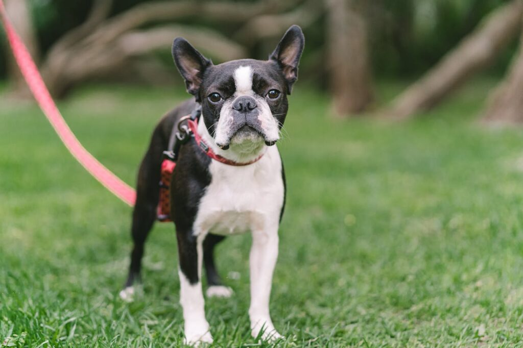 Boston Terrier: The Alert Gentleman