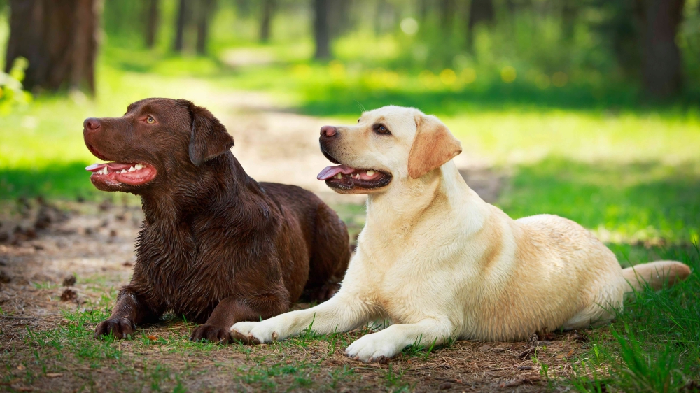 Labrador Retriever: The All-Around Fun Machine