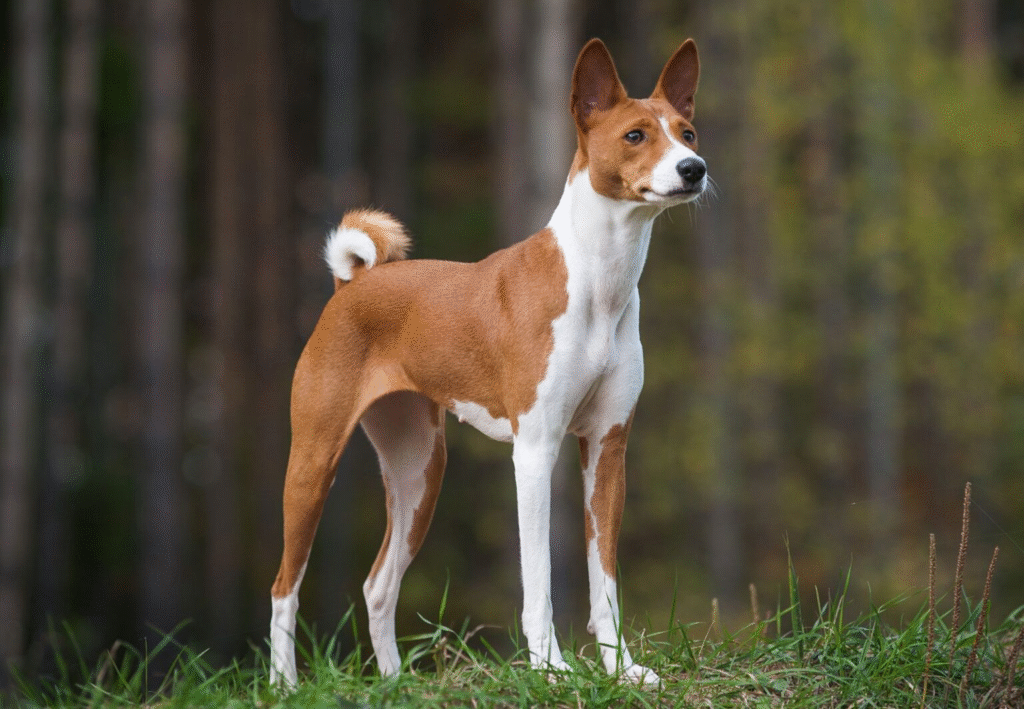 Basenji: The “Barkless” Wonder