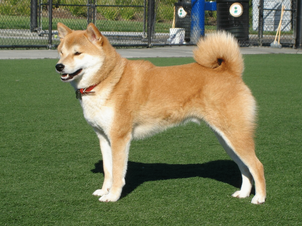Shiba Inu: Quiet Independence