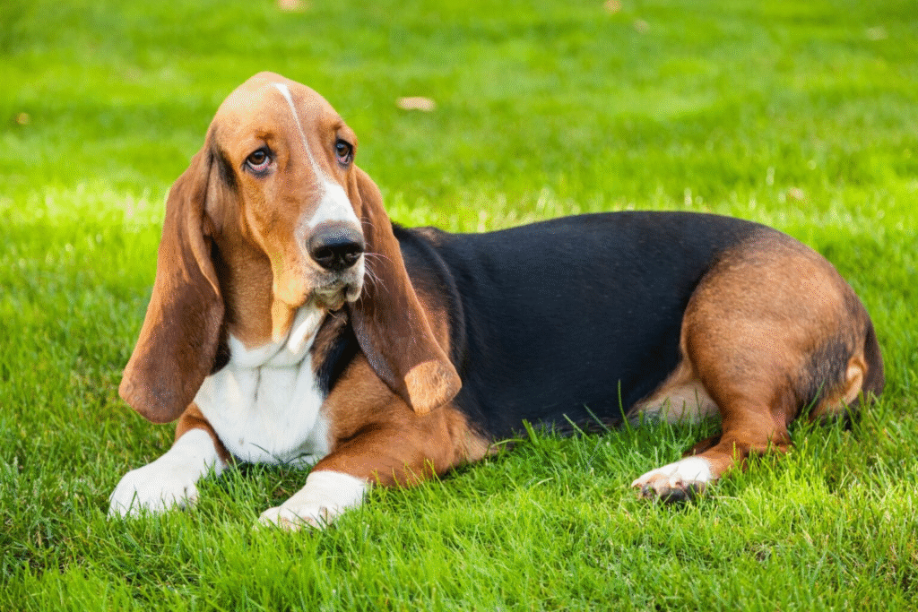 Basset Hound: The Mellow Tracker